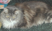 GenevieveTenHouseCats