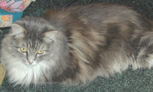 GenevieveTenHouseCats