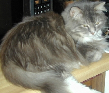Vivi TenHouseCats
