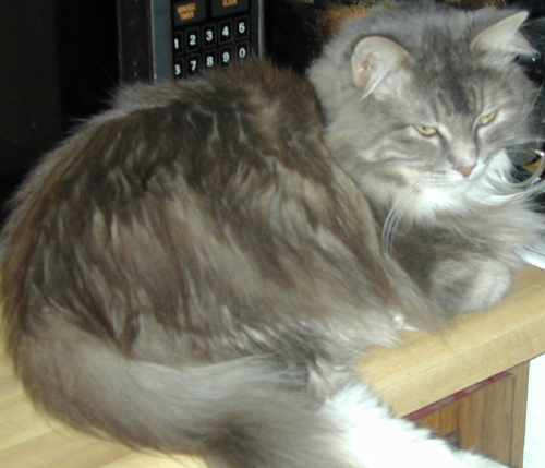 Vivi TenHouseCats