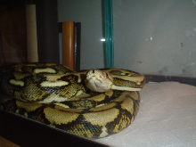 tiger retic 2