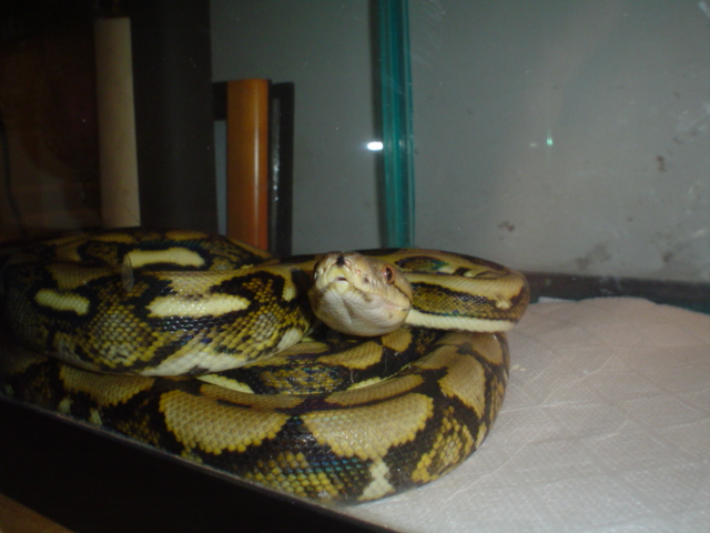 tiger retic 2