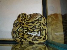 tiger retic 1