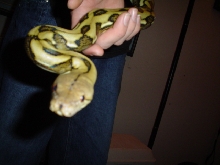 Tiger retic2