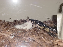 Forest Cobra