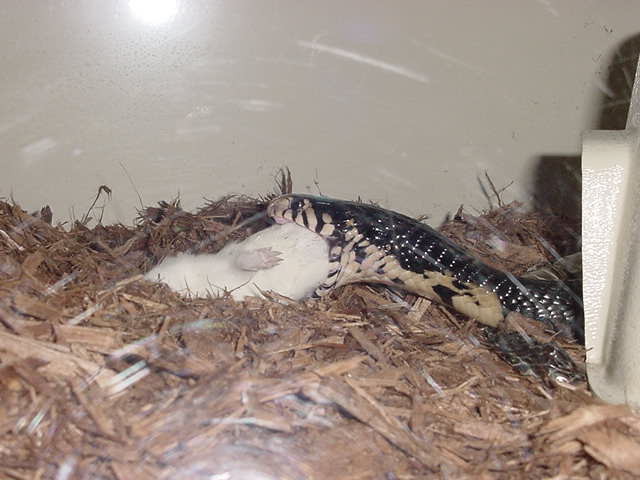 Forest Cobra
