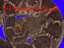 Red Diamond