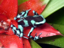 juvie auratus