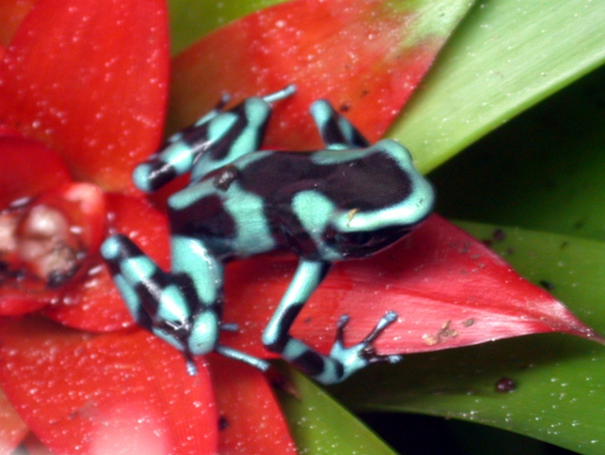 juvie auratus on brom