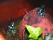 auratus duo