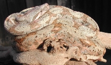 HoggIsland Boa