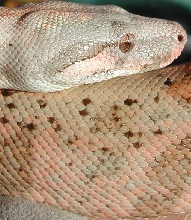 Hogg Island boa