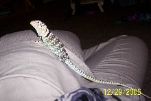 Spike