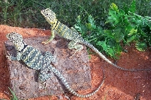 Both basking