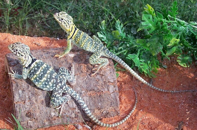 Both basking