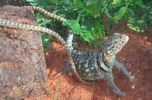 Spike just caught food!