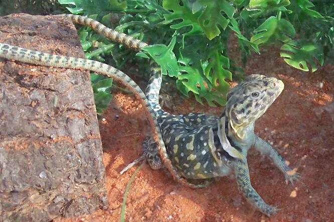 Spike just caught food!