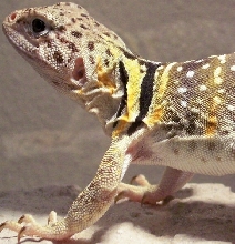 breeding colors 3/11