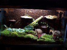 New Azureus Tank Pic.