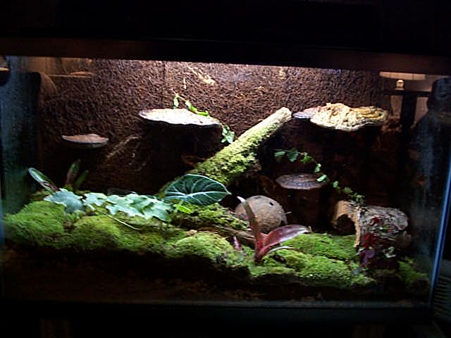 New Azureus Tank Pic.