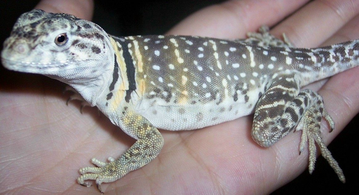 dawn breeding colors1