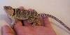 And more breeding colors