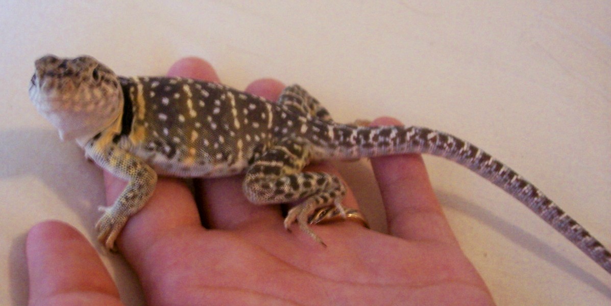 And more breeding colors
