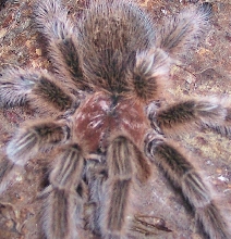 Dusty