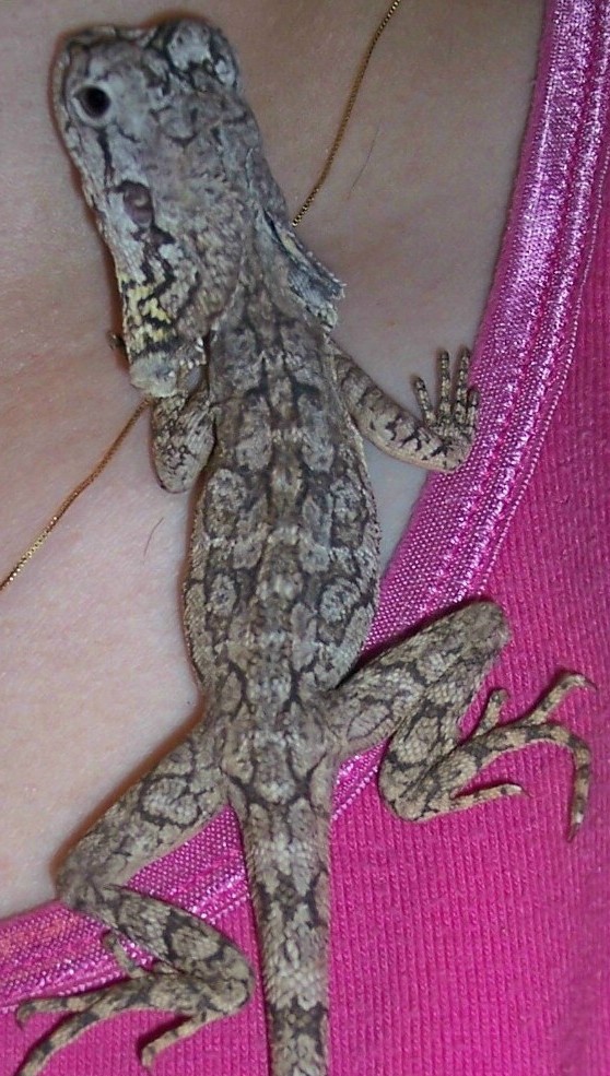 new baby #2