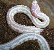 Full showing of pattern