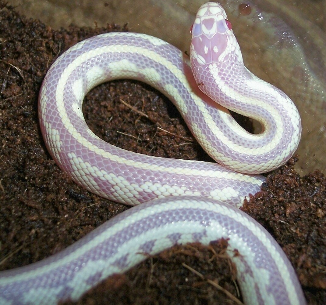 Full showing of pattern