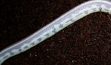 Side pic showing pattern
