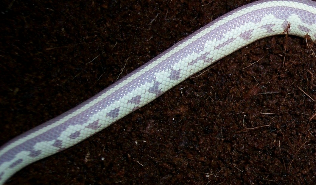 Side pic showing pattern