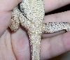 underside of baby frill