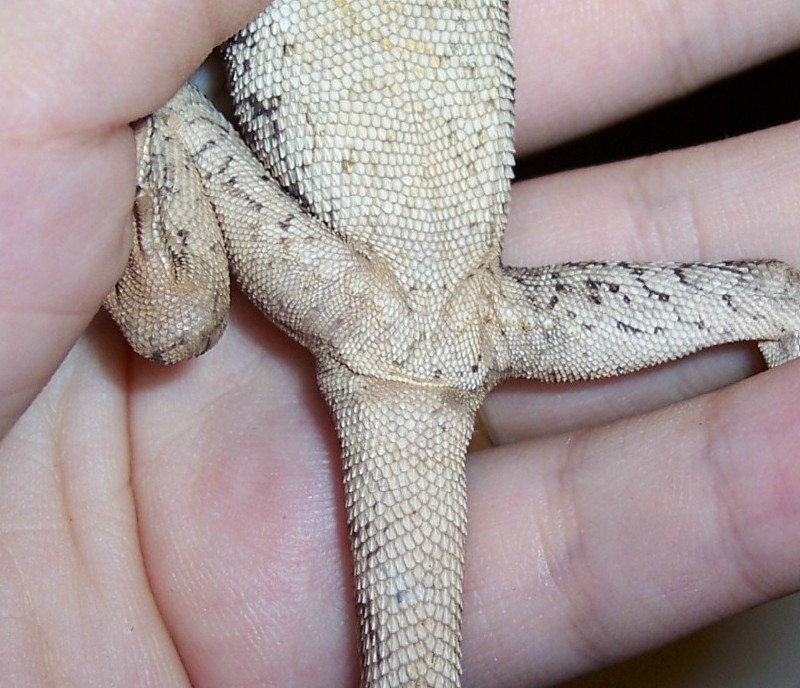 underside of baby frill