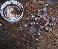 new young white knee