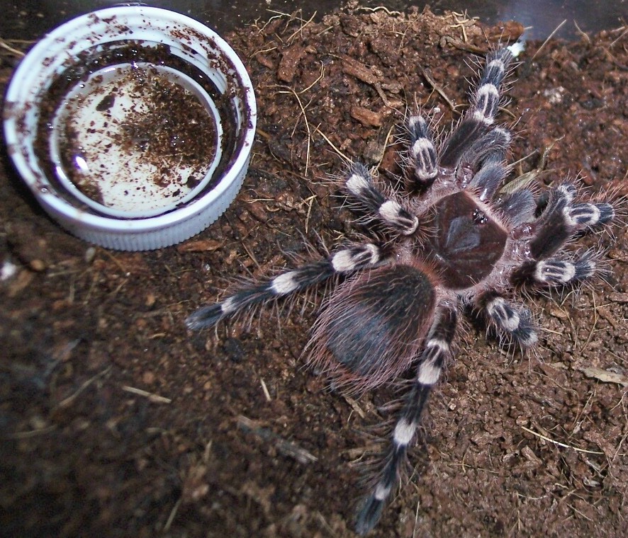 new young white knee