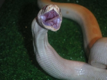 Jareth eating