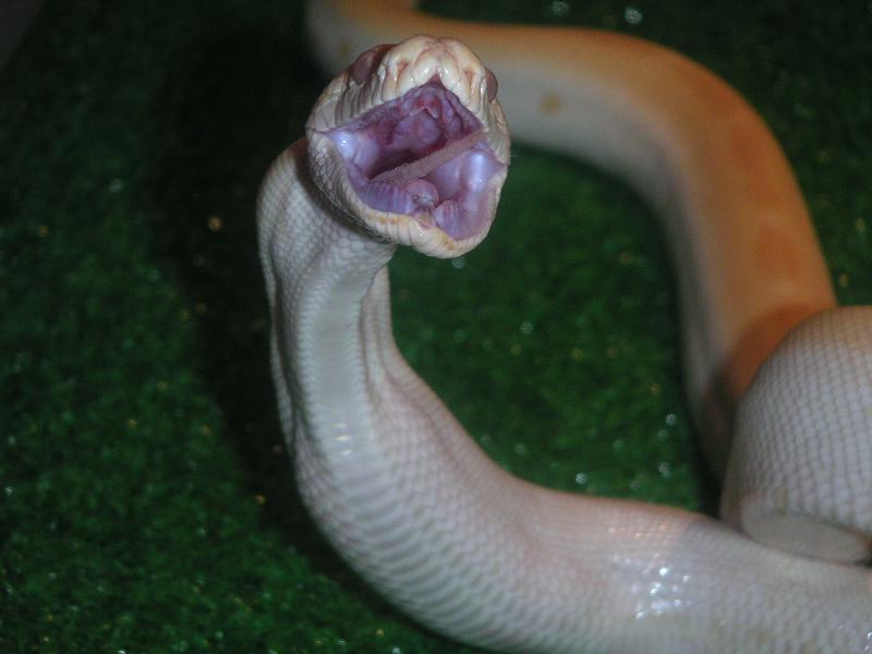 Jareth eating
