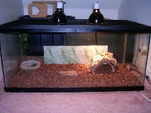 Page's Cage