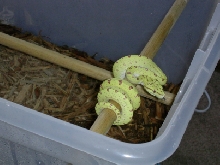 My GTP-Angela