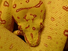 Biak Closeup