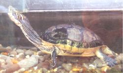 Chicken turtle
