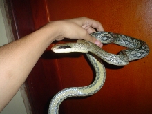 pic3