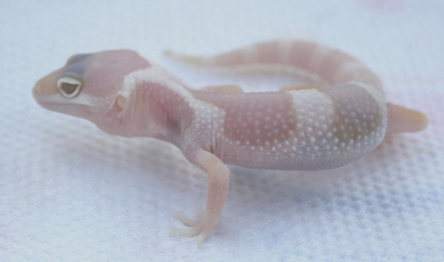 Gem Snow Albino