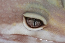 Gem Snow Albino Eye Shot