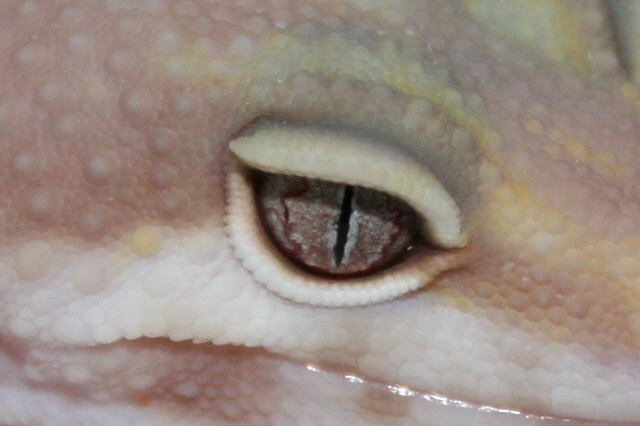 Gem Snow Albino Eye Shot