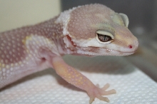 Gem Snow Albino #2