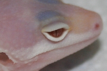 Gem Snow Albio Eye Shot #2