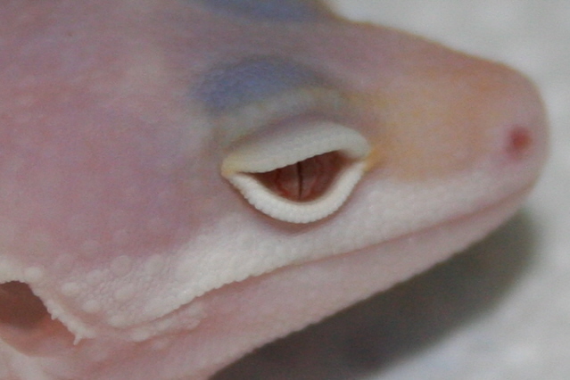Gem Snow Albio Eye Shot #2